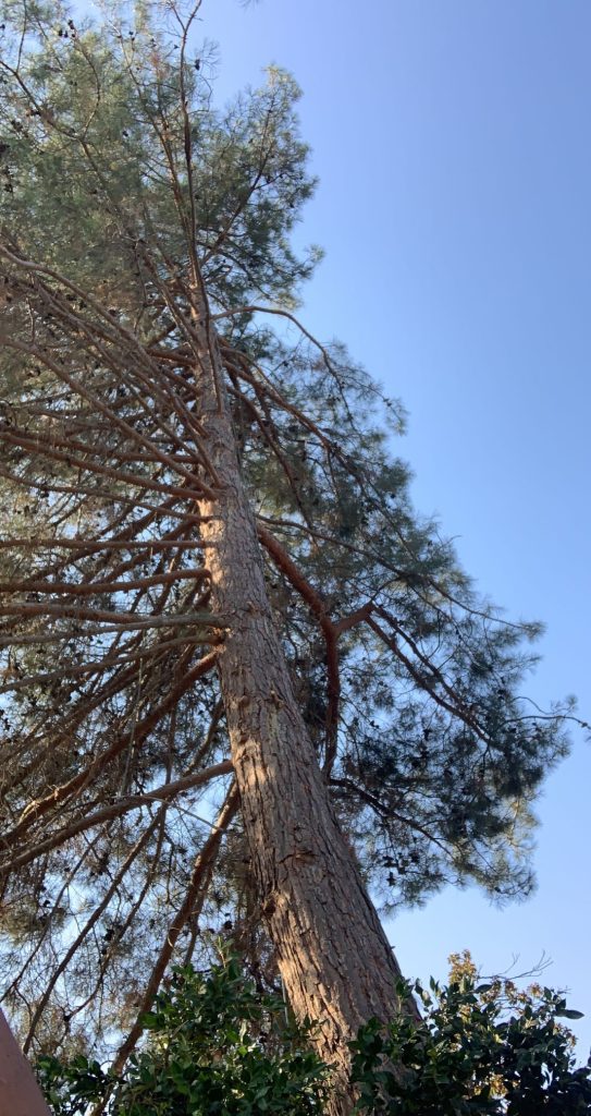 IMG_2380-1774639835373-4k1uda